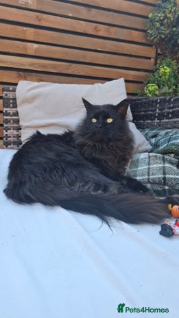 Maine Coon cats for stud - Advert 2