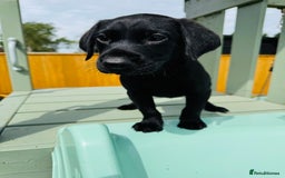 Labrador Retriever dogs for sale: KC Registered Labrador Babies 🐾🐾🐾 - Image 19