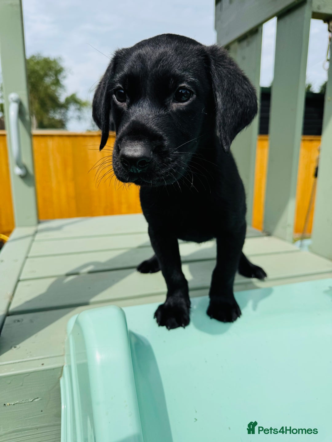 Labrador Retriever dogs for sale: KC Registered Labrador Babies 🐾🐾🐾 - Image 19