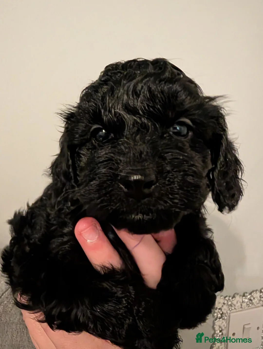 Cockapoo dogs for sale: F2b cockapoo pups Super Cute. Health test parents - Advert 33