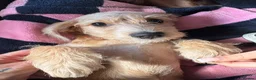 Mixed Breed dogs for sale: Golden female doxiepoo 5 mo in Westcliff-on-Sea - Advert 4