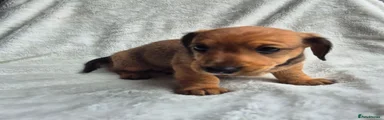 Miniature Dachshund 2