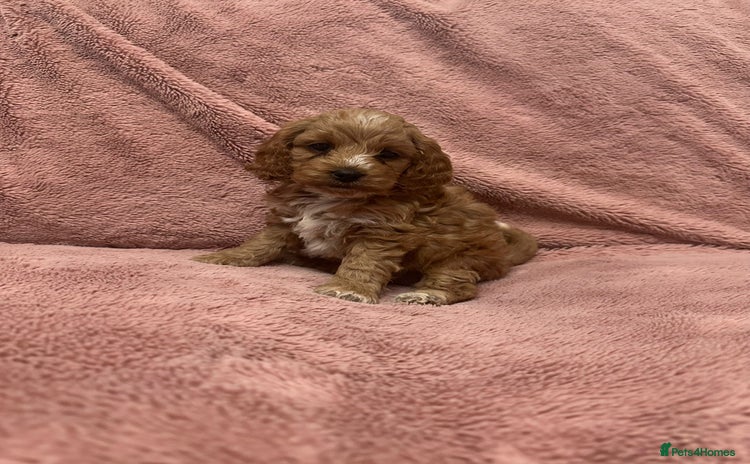 Cockapoo dogs - Advert 7