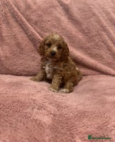 Cockapoo dogs - Advert 6