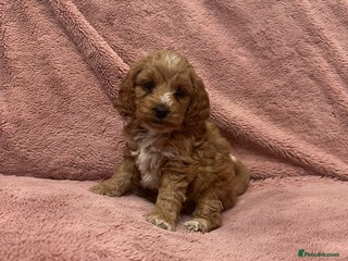 Cockapoo dogs - Advert 19