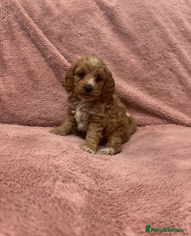 Cockapoo dogs - Advert 7