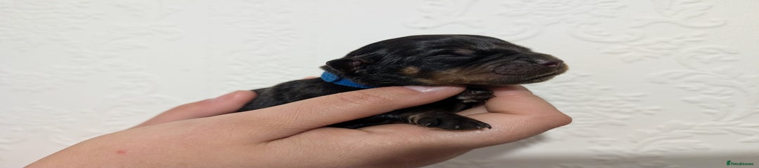 Dark blue, boy