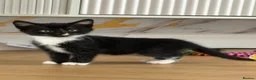 Mixed Breed cats for sale: 😺LOVELY KITTES Available for Collection Today!😺 - Advert 30