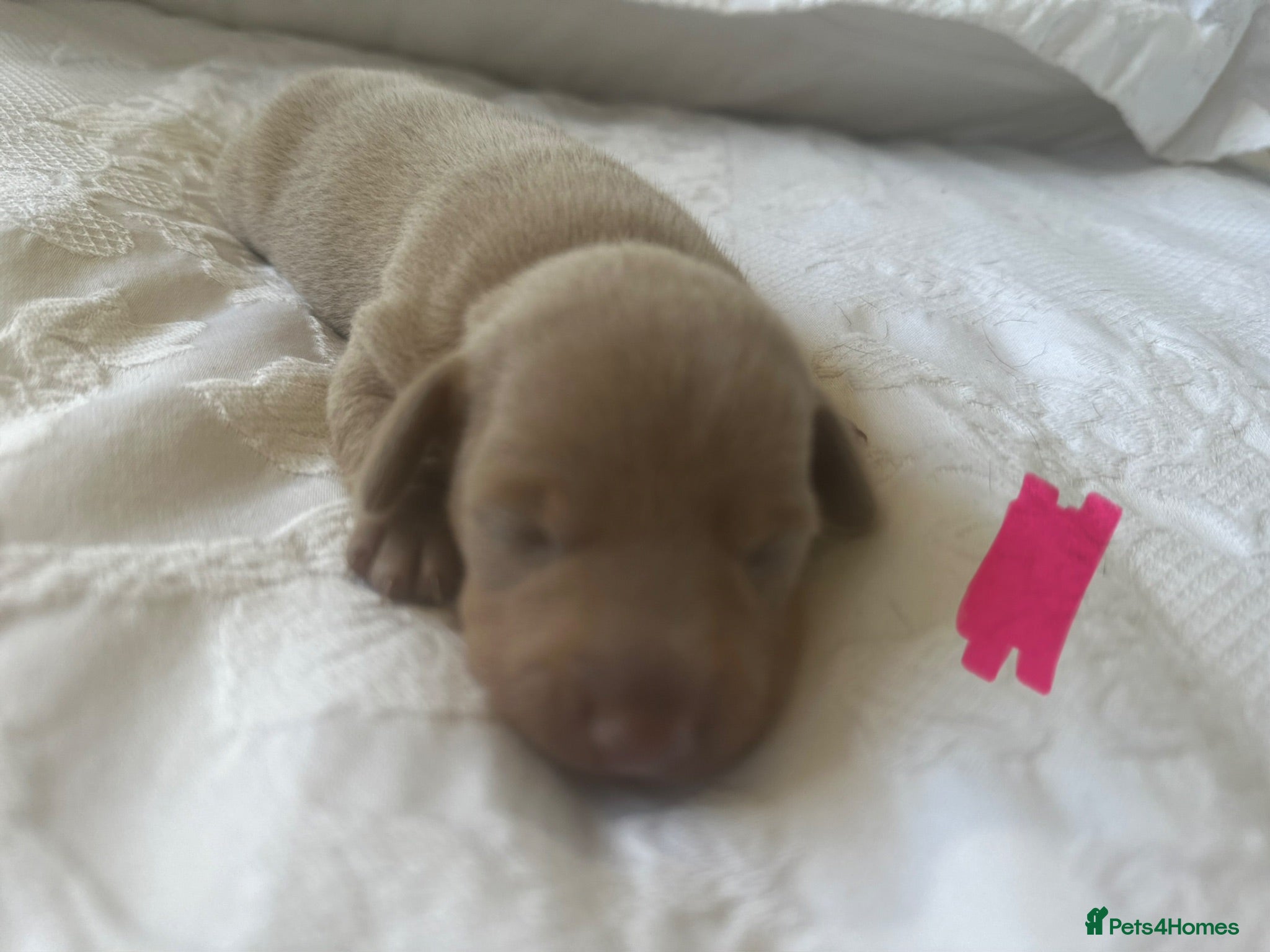 Miniature Dachshund dogs 🤍exceptional KC PRA clear🤍 - Advert 2