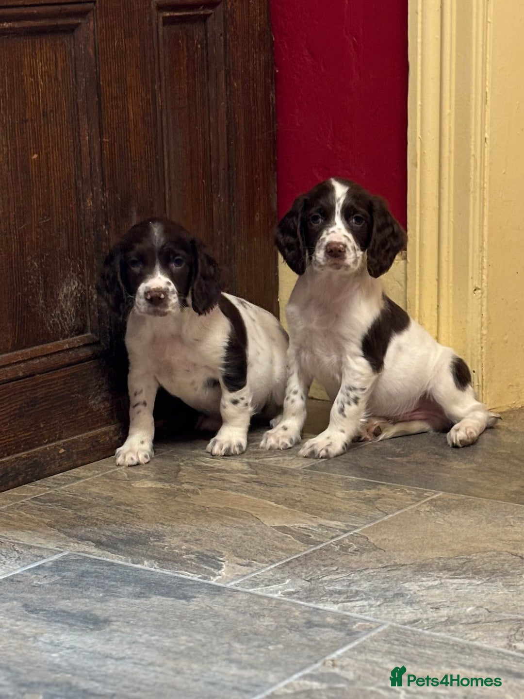 English Springer Spaniel dogs for sale: Stunning DNA Clear KC Springer Spaniel Puppies  - Image 8