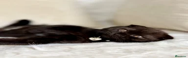 Scottish Fold 4 Tina 