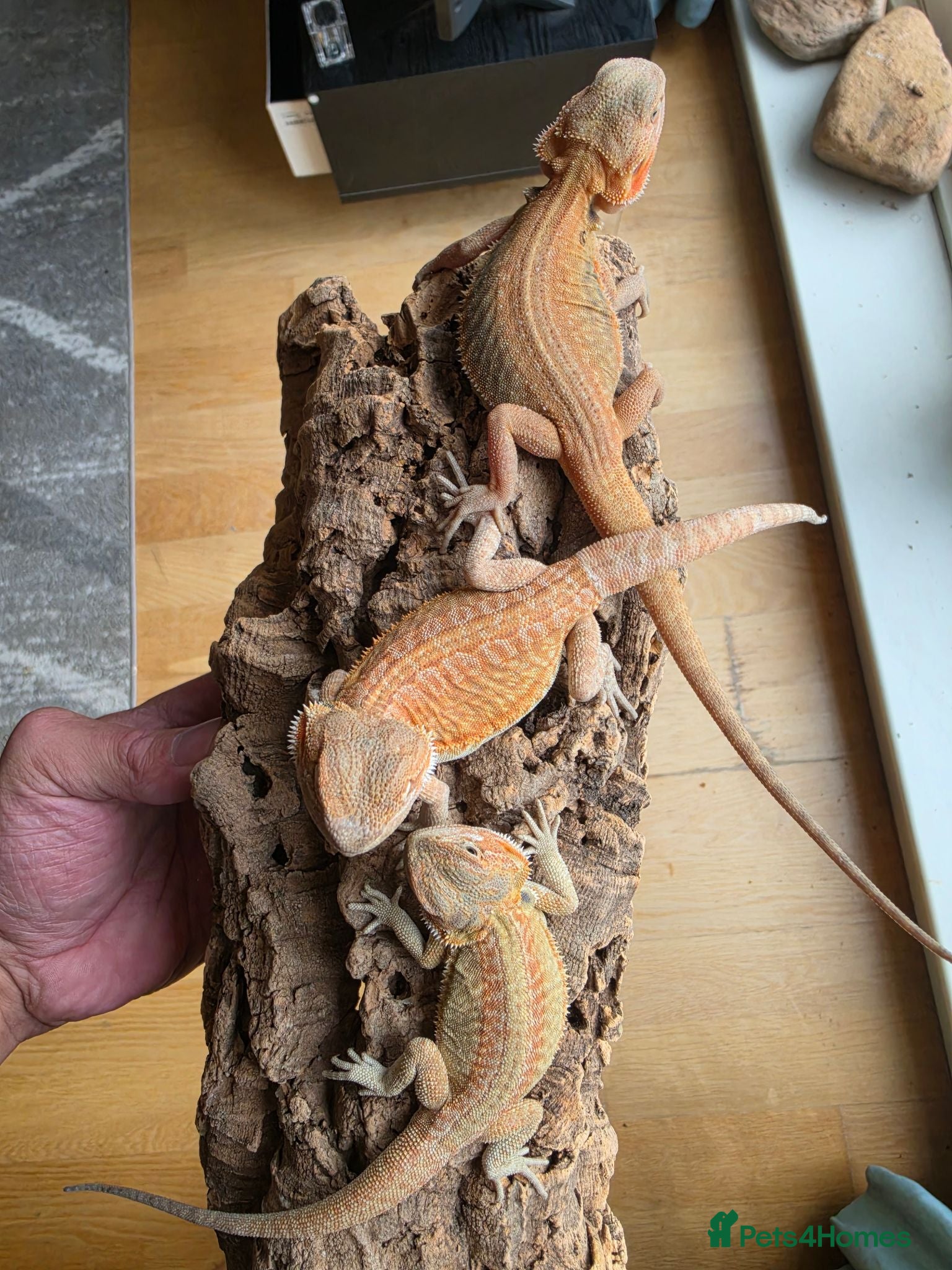 Bearded Dragon reptiles Baby Bearded Dragon  - Advert 1