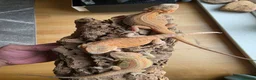 Bearded Dragon reptiles for sale: Baby Bearded Dragon  in Edinburgh - Advert 1