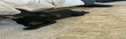 French Bulldog dogs for sale: KC registered adorable french bulldog boy  - Advert 3