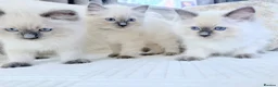 Ragdoll cats for sale: Blue Point Ragdoll Kittens 3 boys left  - Advert 11