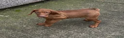 Hungarian Vizsla dogs for sale: Hungarian vizsla puppies for sale - Advert 6
