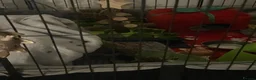 Pygmy Hedgehog rodents for sale: Sonic the african pygmy hedgehog  - Advert 4