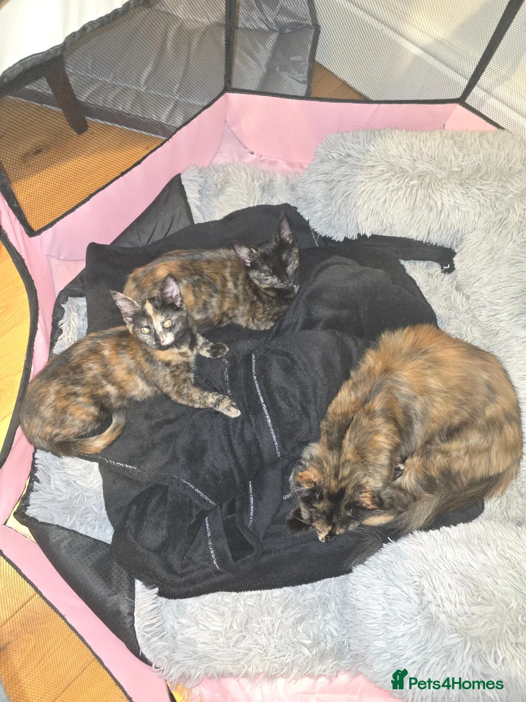 Mixed Breed cats for sale: Maine Coon mix - Advert 7