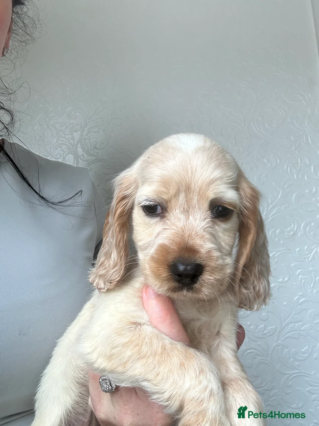 Cocker Spaniel dogs for sale: Adorable show cocker spaniel  - Advert 27