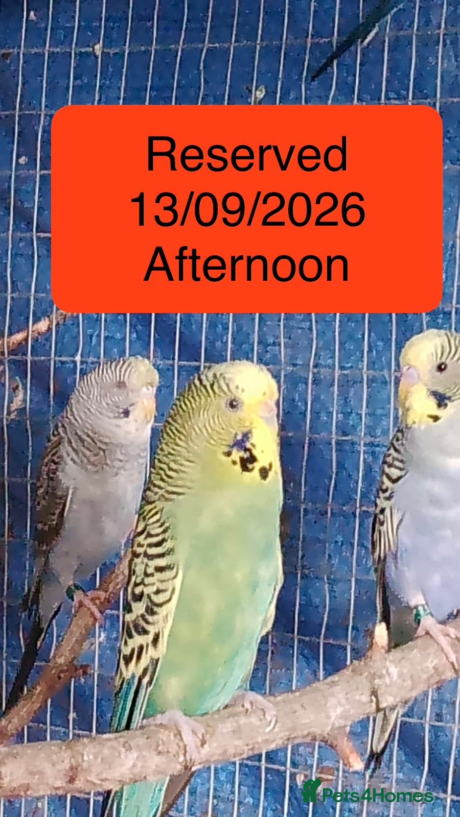Budgerigars birds 2 pairs of adult budgies  - Advert 16