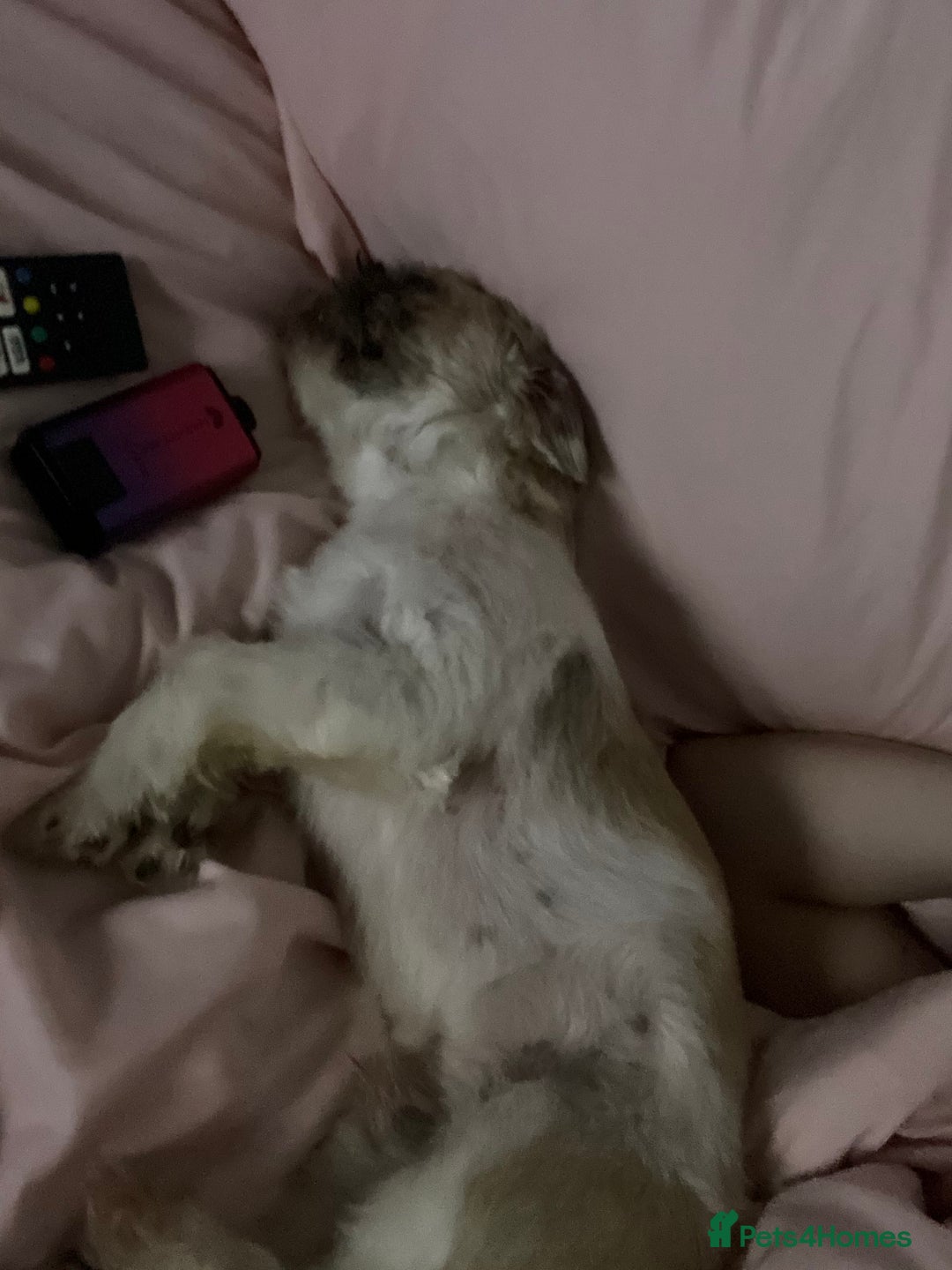 Shih Tzu dogs for sale: Stunning white and apricot boy non kc  - Image 5