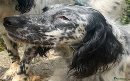English Setter dogs for adoption: Cookie - Image 4