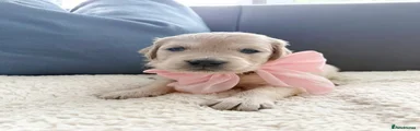 Golden Retriever Puppy 8