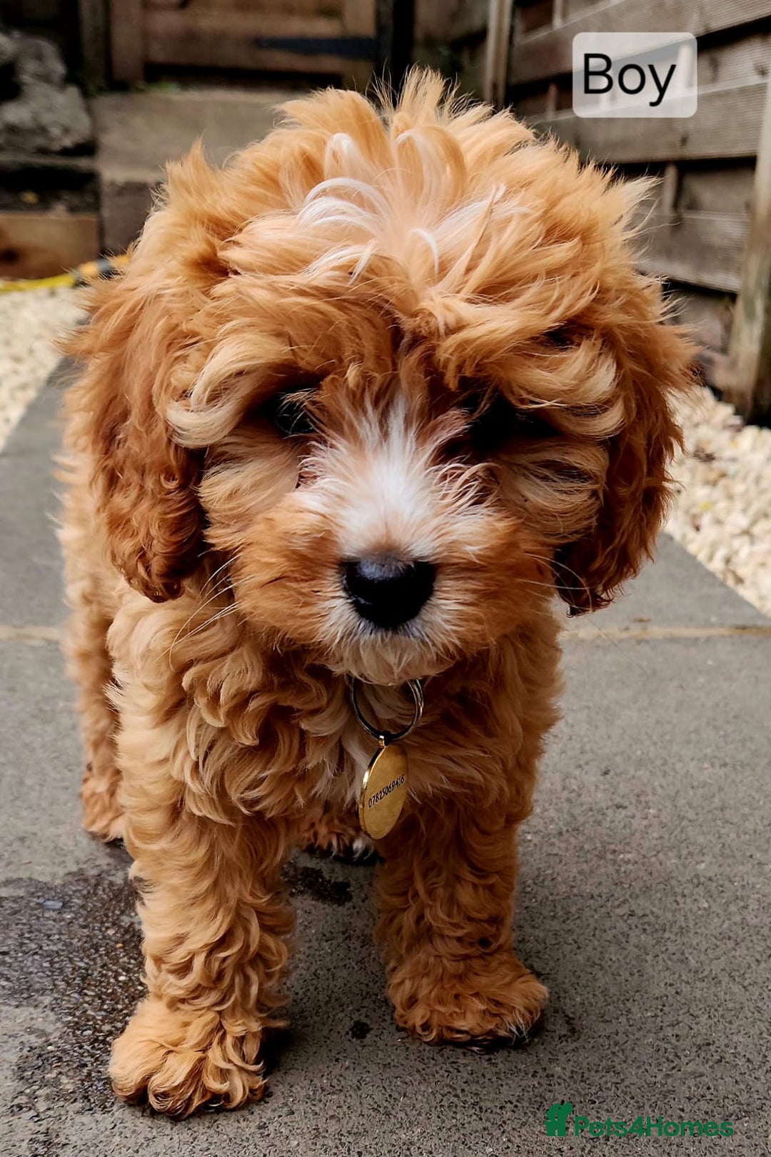 Cavapoo dogs for sale: Toy Cavapoo Puppies Looking for Forever Homes!! - Image 5