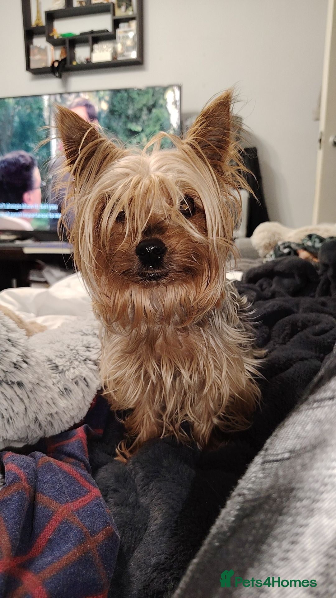 Yorkshire Terrier dogs 6 month old girl pup £900 - Advert 6