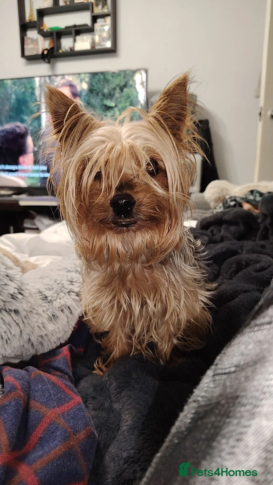 Yorkshire Terrier dogs for sale: 6 month old girl pup £900 - Advert 2