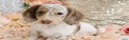 Miniature Dachshund dogs for sale: KC Longhair Miniature Dachshund Puppies - Advert 7