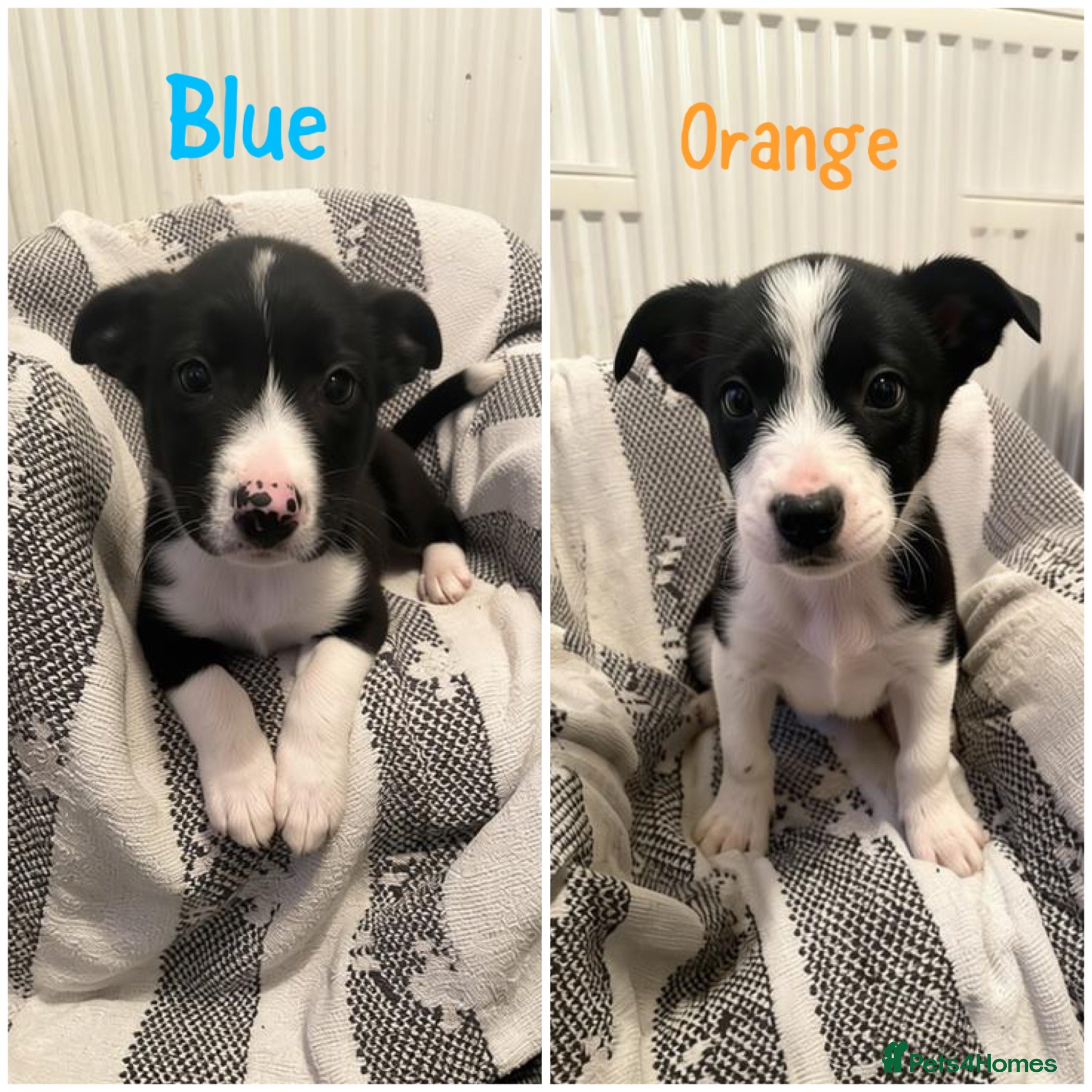 Border Collie dogs ☀️Ready-Stunning Border Collie Puppies☀️ - Advert 2