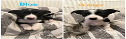 Border Collie dogs for sale: ☀️Ready-Stunning Border Collie Puppies☀️ - Advert 2