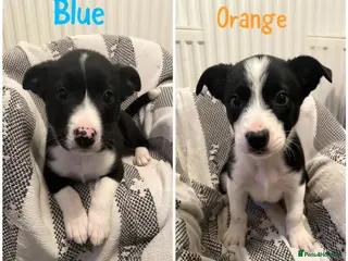 Border Collie dogs ☀️Ready-Stunning Border Collie Puppies☀️ - Advert 2