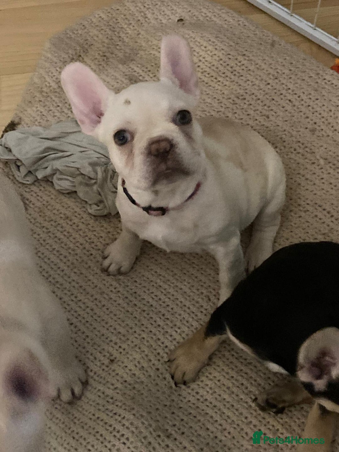 French Bulldog dogs for sale: 5 beautiful French bulldog puppies  - Advert 12