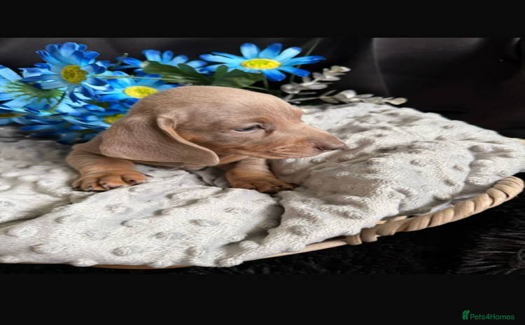 Dachshund dogs - Advert 7