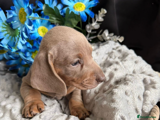 Dachshund dogs - Advert 4