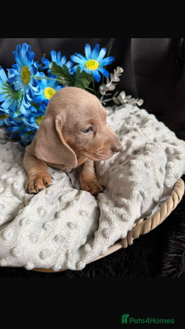 Dachshund dogs - Advert 2