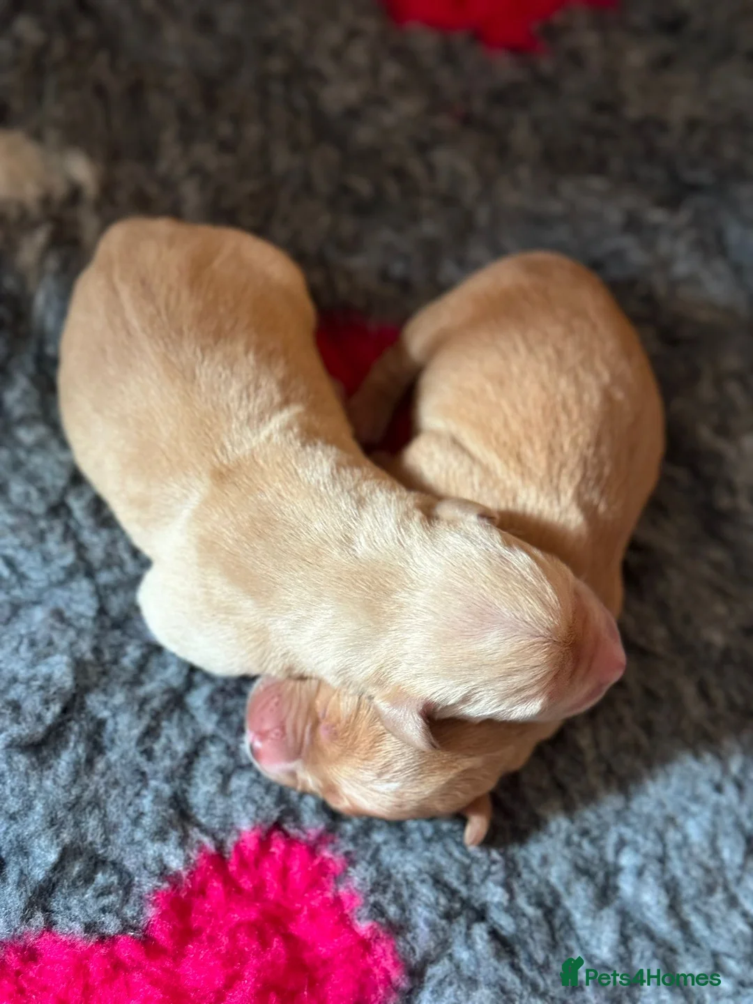 Goldador dogs for sale: Beautiful f1 pups  - Advert 14