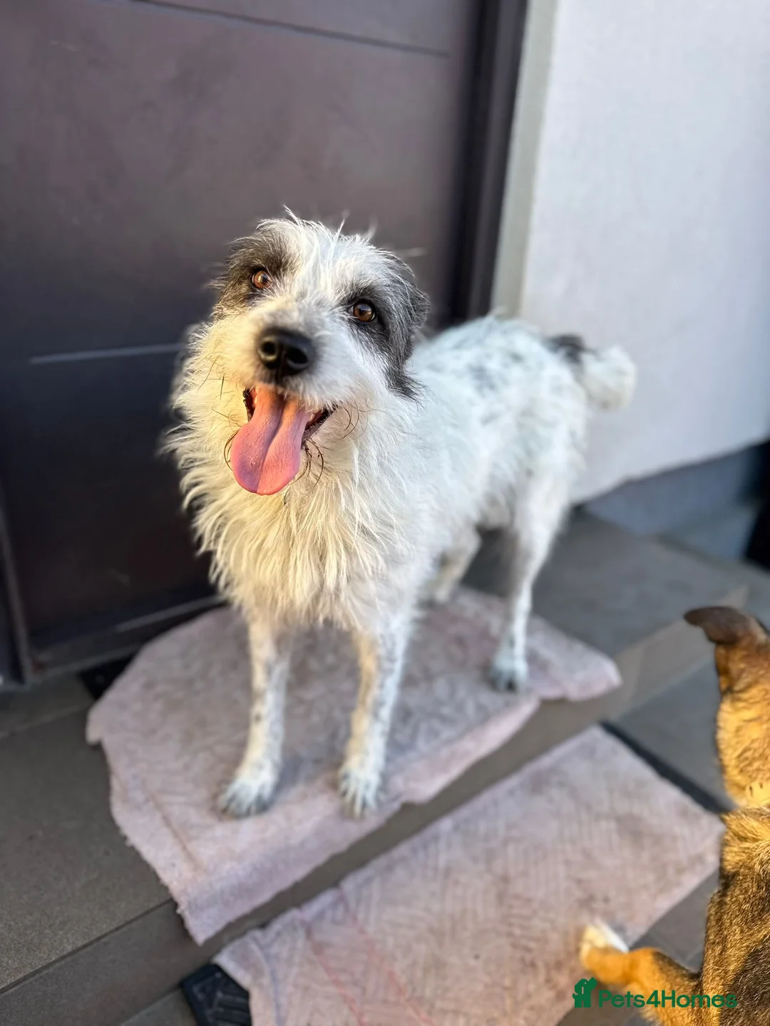 Mixed Breed dogs for adoption: 🐾MIRA🐾, a beautiful young girl for a Loving Home - Advert 2