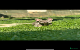 French Bulldog dogs for sale: 3 years old French Bulldog female . £450  - Image 2