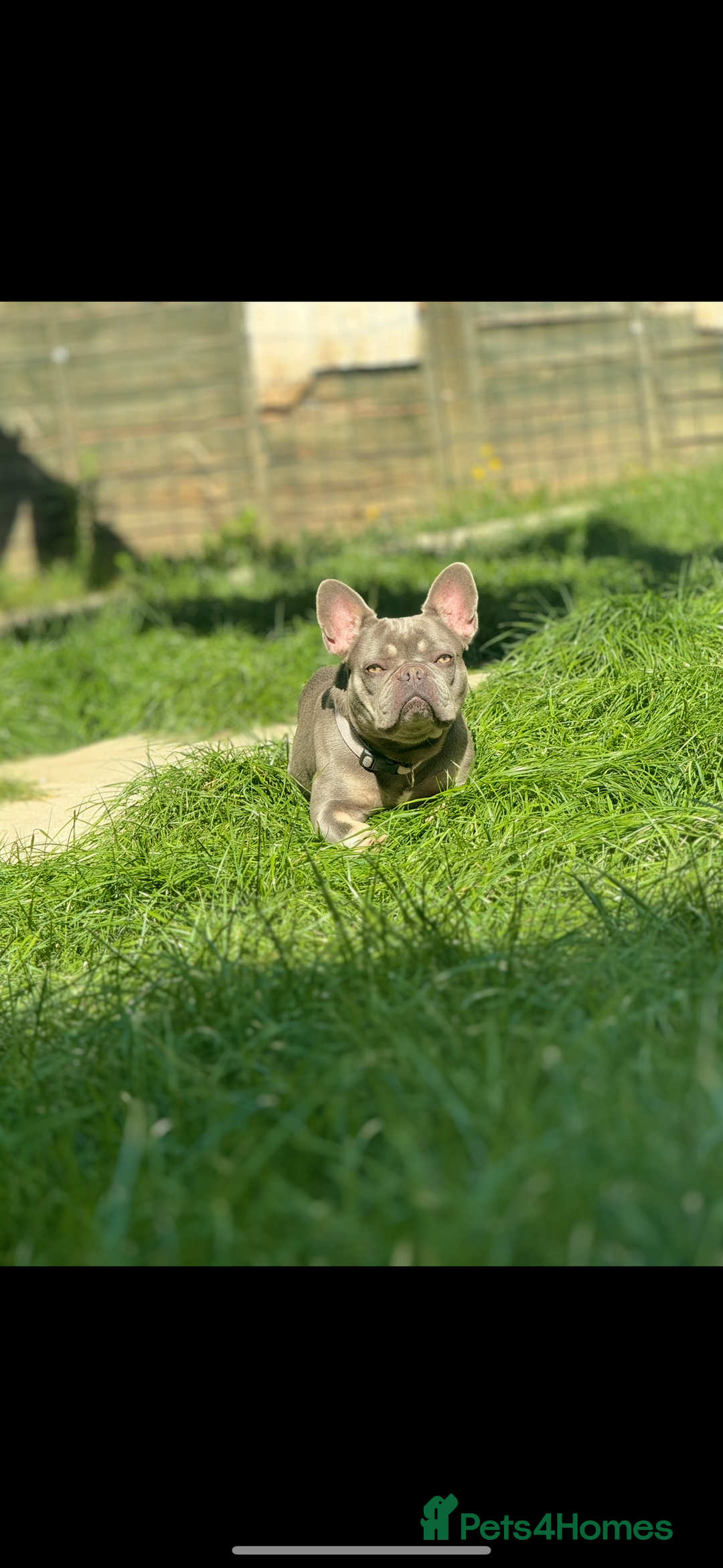 French Bulldog dogs for sale: 3 years old French Bulldog female . £450  - Image 2