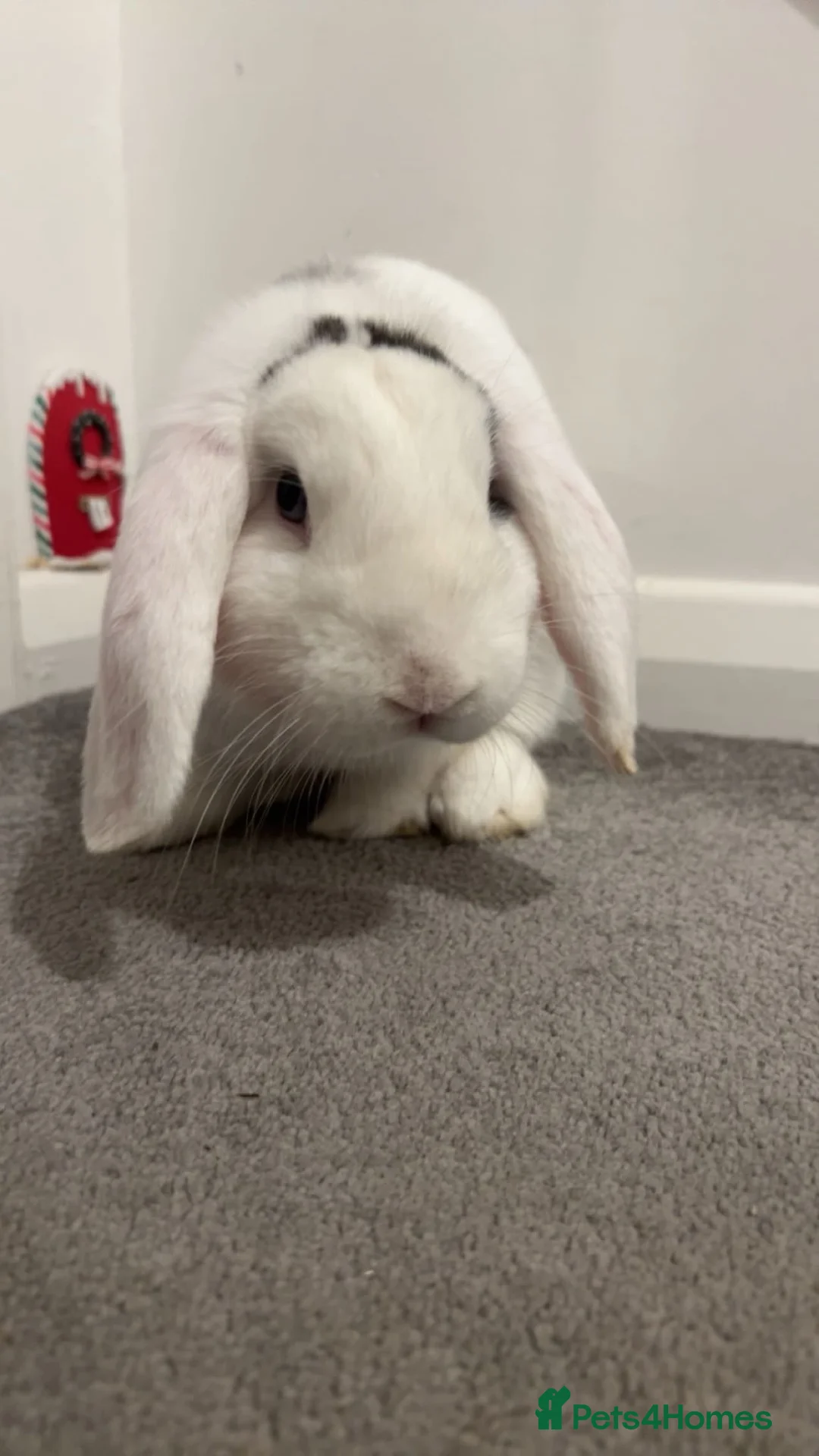 English Lop rabbits for sale: Indoor rabbit  in Upminster - Advert 9