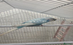 Budgerigars birds for sale: Budgie and cage for sale  - Image 1