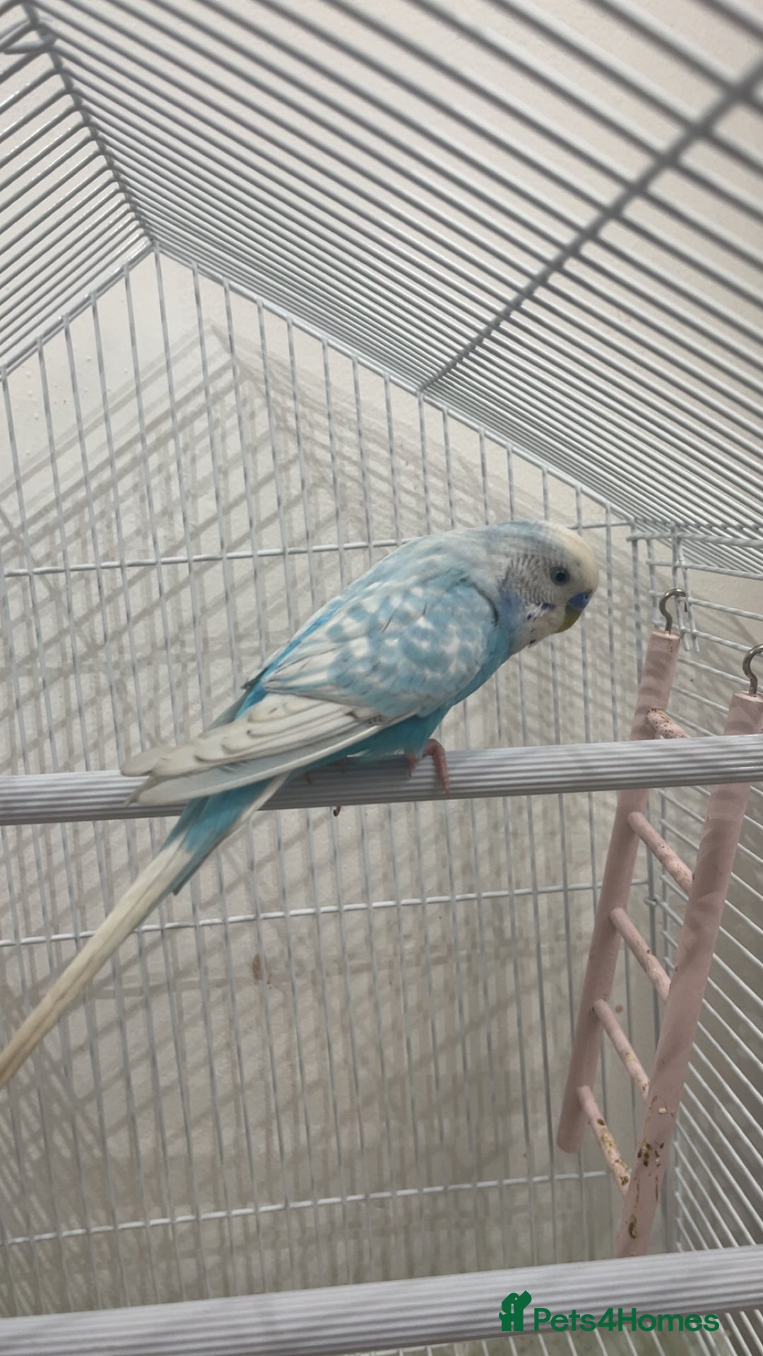 Budgerigars birds for sale: Budgie and cage for sale  - Image 1