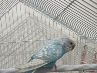 Budgerigars birds - Advert 1