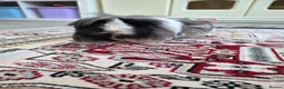 Guinea Pig rodents for sale: 1 year old Peruvian silkies in Purley - Advert 3