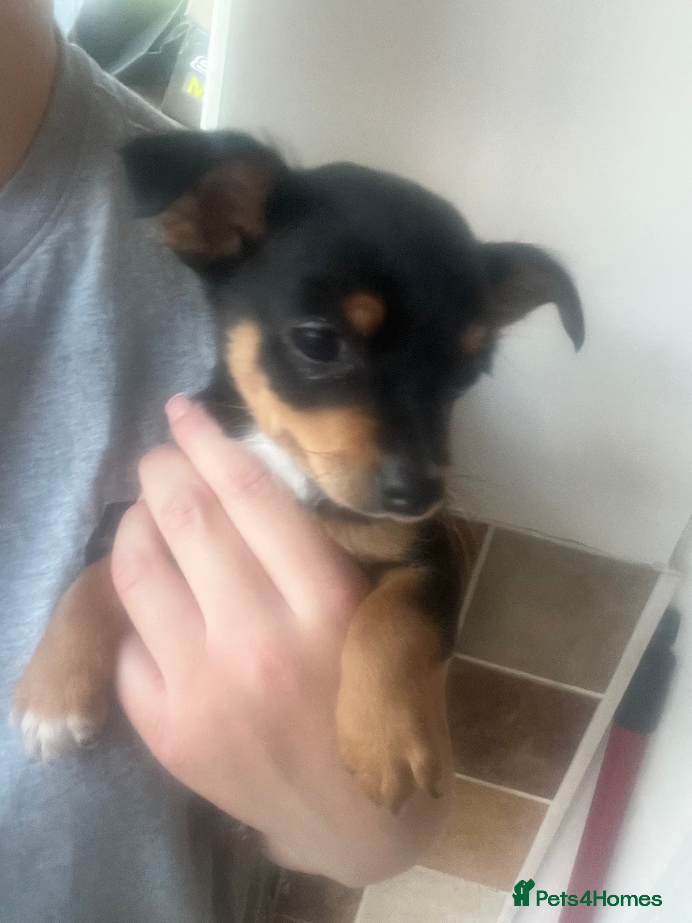 Chihuahua dogs for sale: 2 beautiful black boy chihuahuas  - Advert 5
