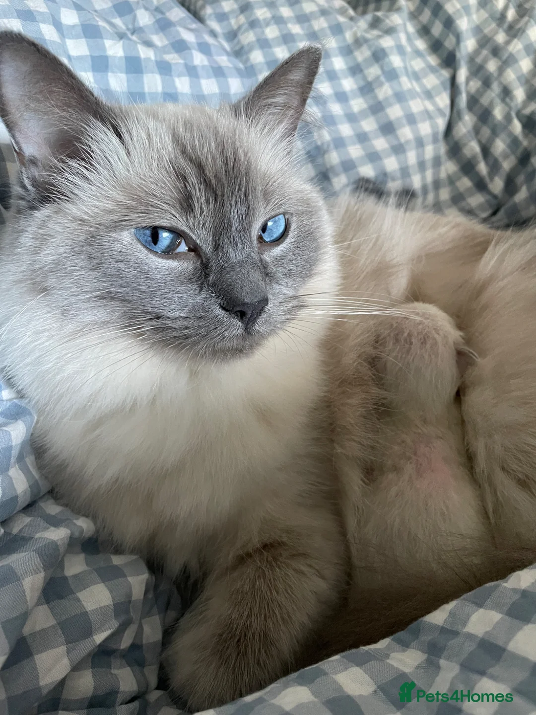 Ragdoll cats for sale: Ragdoll kitten for sale - Advert 3