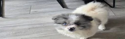 Pomeranian dogs for sale:  3 gorgeous pomeranian puppies available  - Advert 6